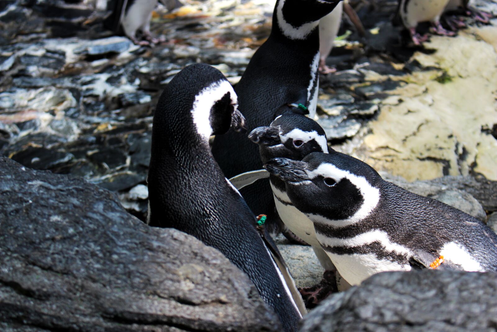 Canon EOS 700D (EOS Rebel T5i / EOS Kiss X7i) sample photo. Animals, penguin, bird photography