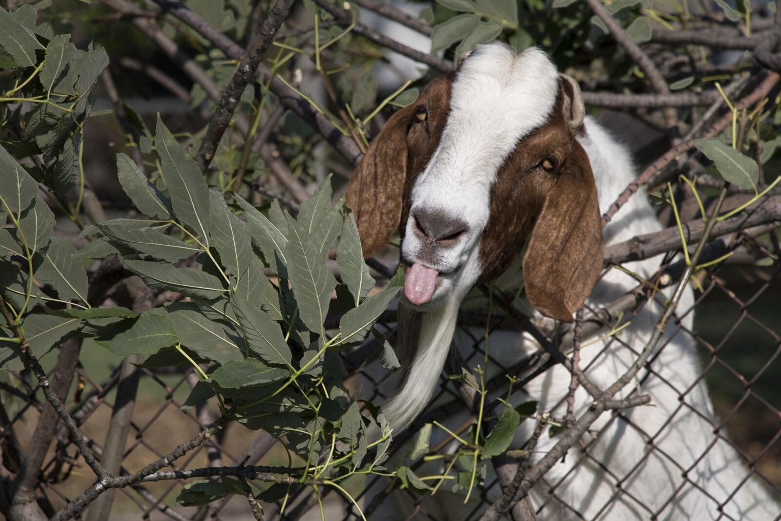 Canon EOS 7D Mark II sample photo. Funny, goat, bearded photography