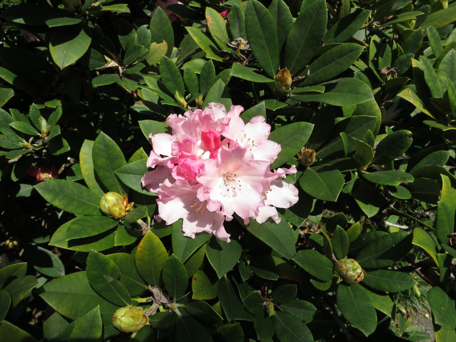 Canon PowerShot S100 sample photo. Pink, flower azalea, blossom photography
