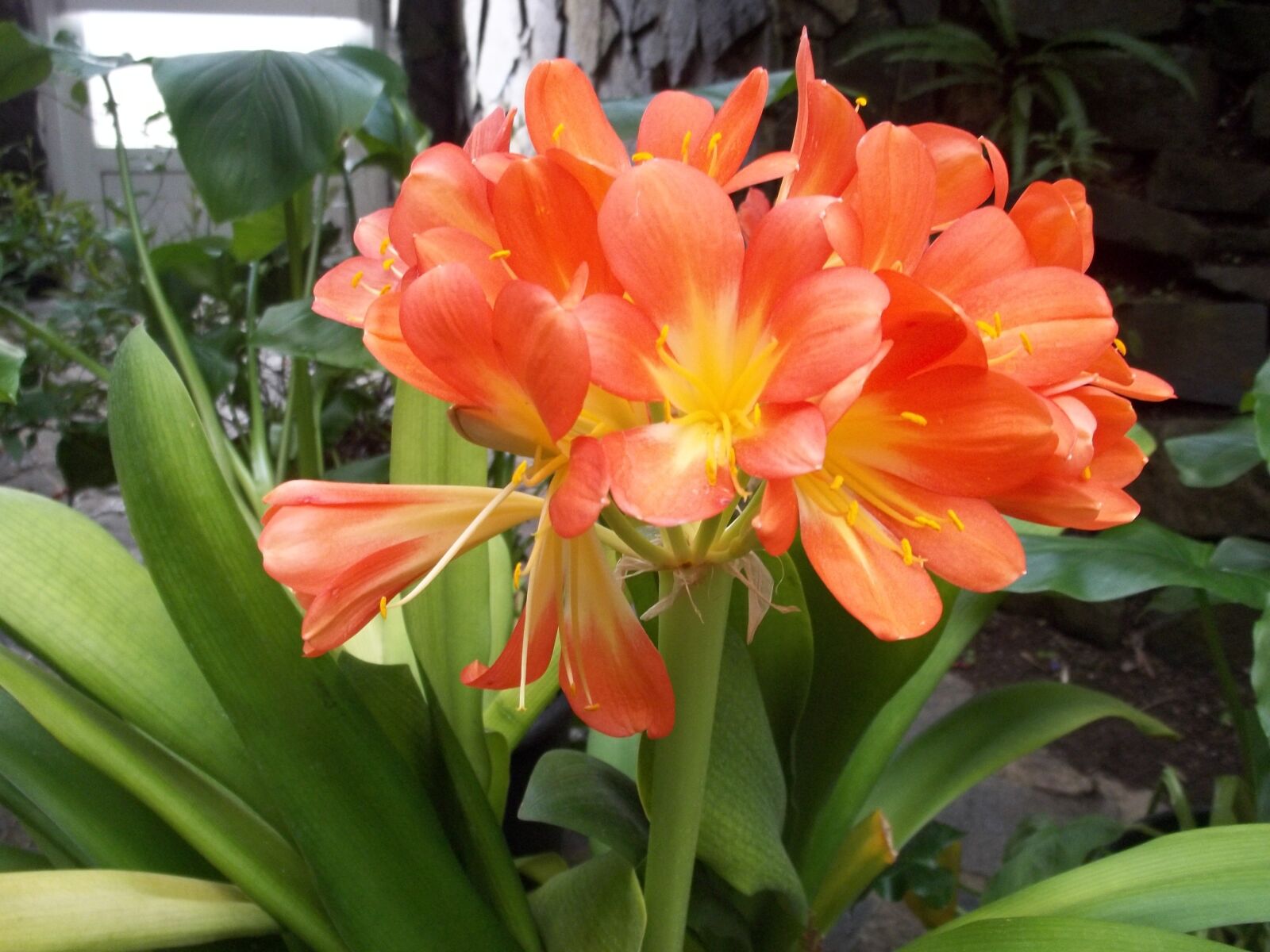 Kodak EASYSHARE C195 DIGITAL CAMERA sample photo. Flowers, orange, flower photography