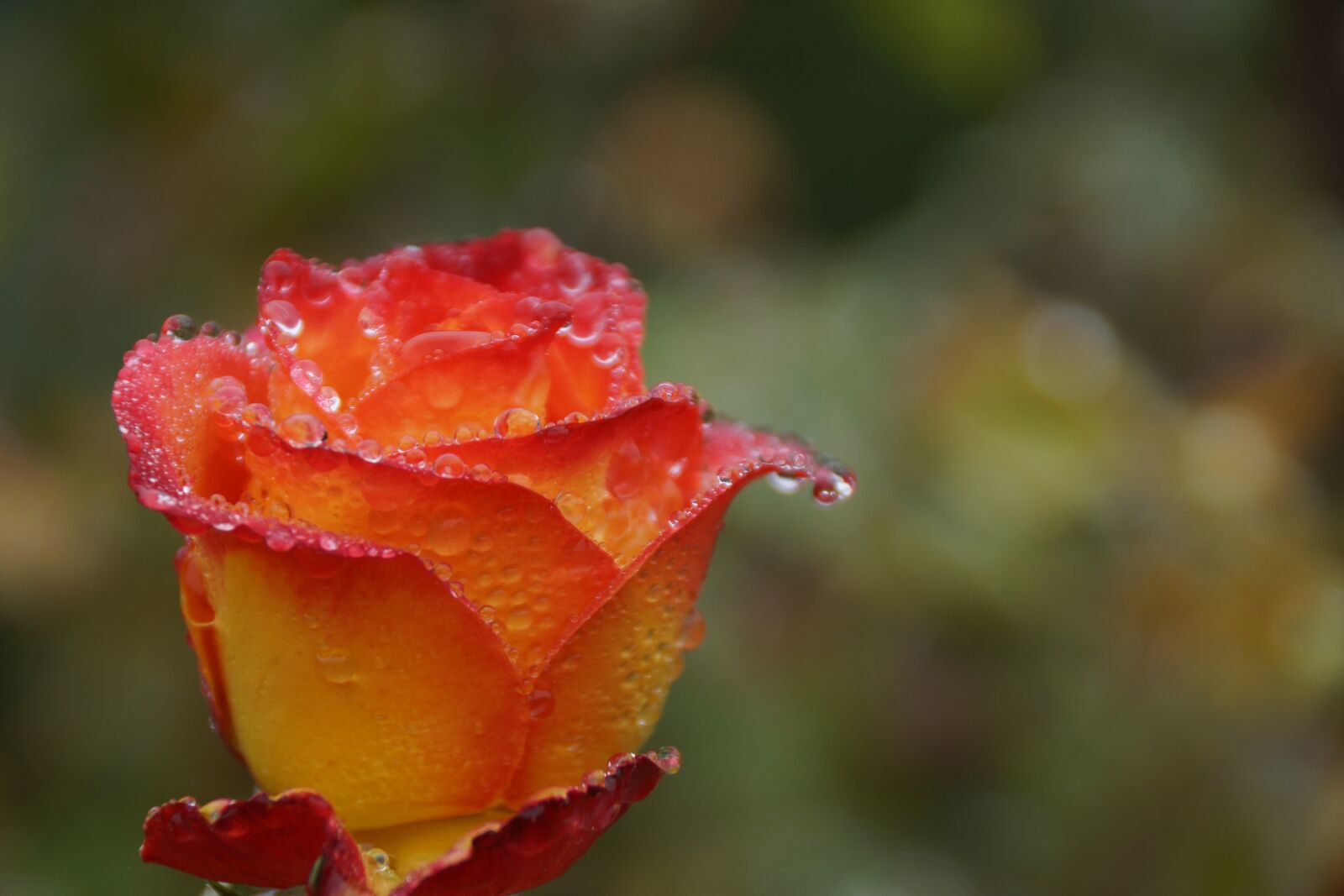 Sony DT 18-250mm F3.5-6.3 sample photo. Rose, bud, yellow photography
