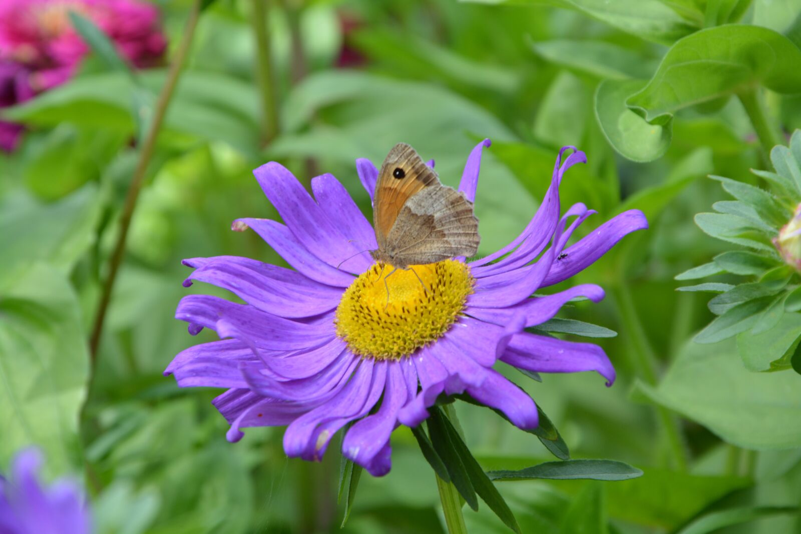 Nikon D5200 sample photo. Butterfly, flower, purple photography