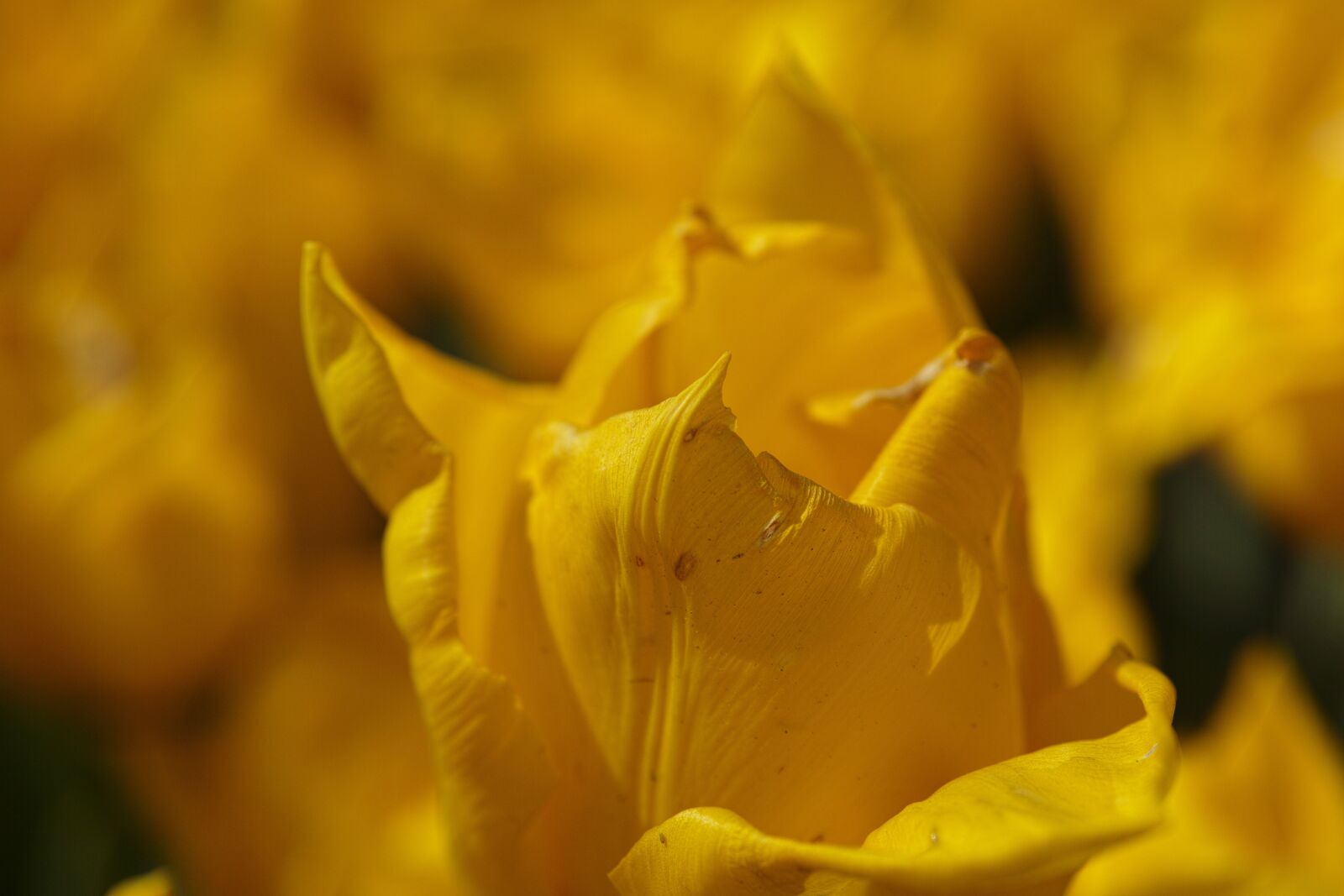 Sigma DP3 Merrill sample photo. Tulips, yellow, environmental photography