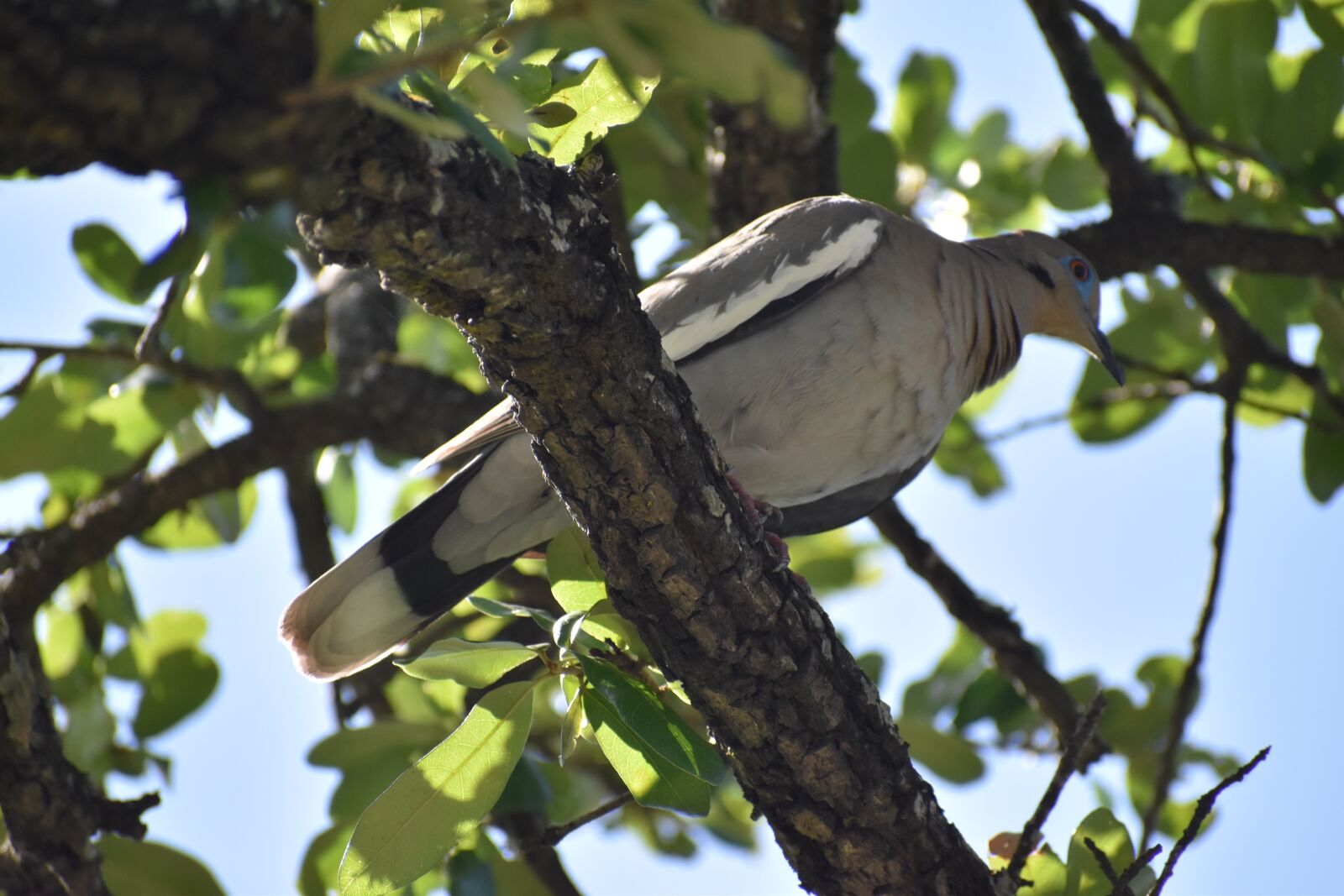 Nikon D3500 sample photo. Bird, dove, pigeon photography