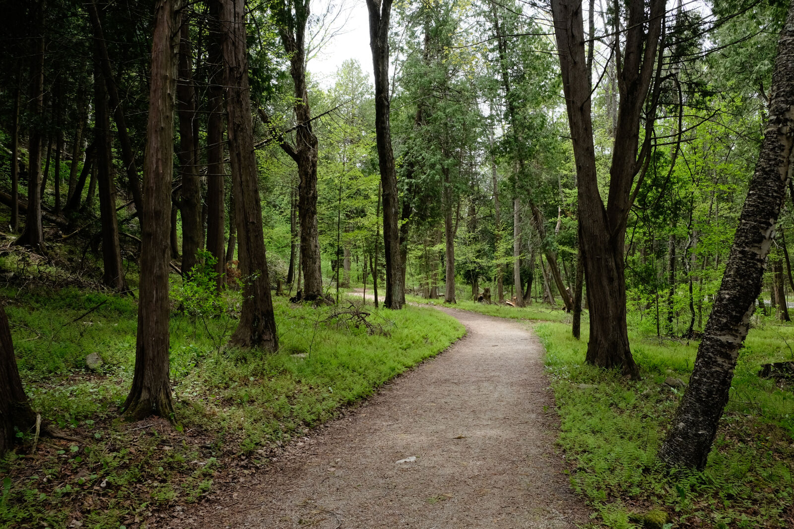 Fujifilm X-T10 sample photo. Forest, green, trees, hike photography