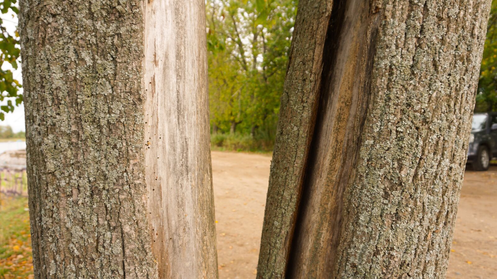 Sony a6000 sample photo. Trees, forest, nature photography
