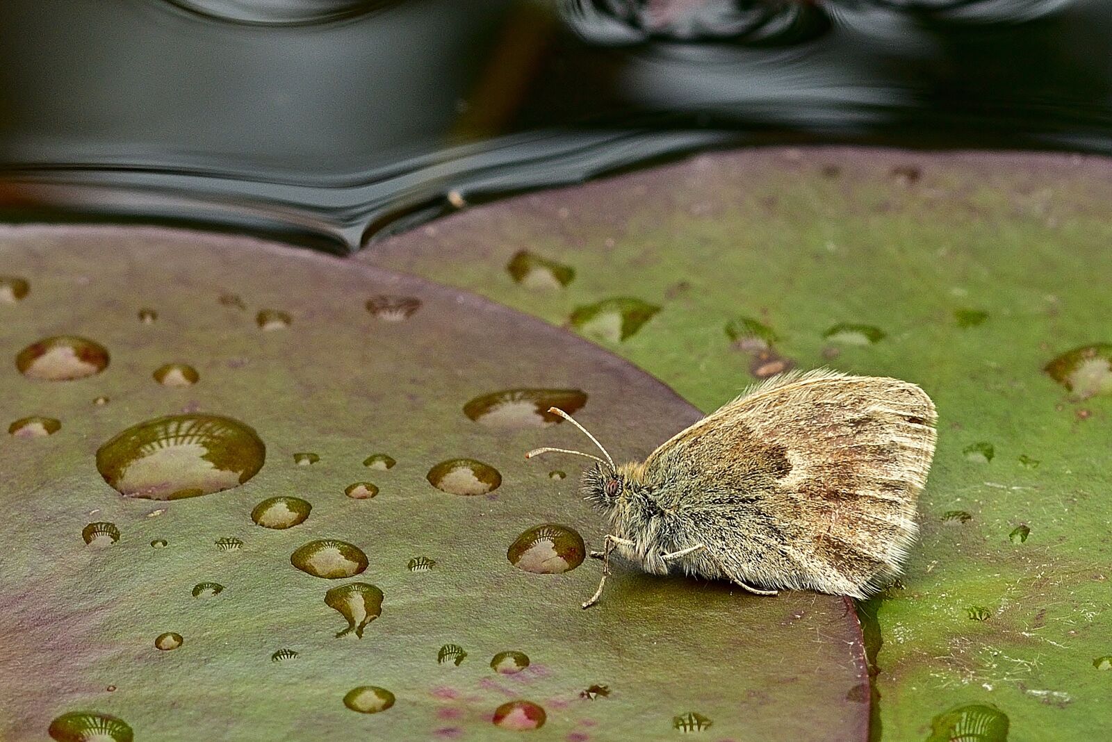 Nikon D5200 sample photo. Butterfly, banghal, water lily photography