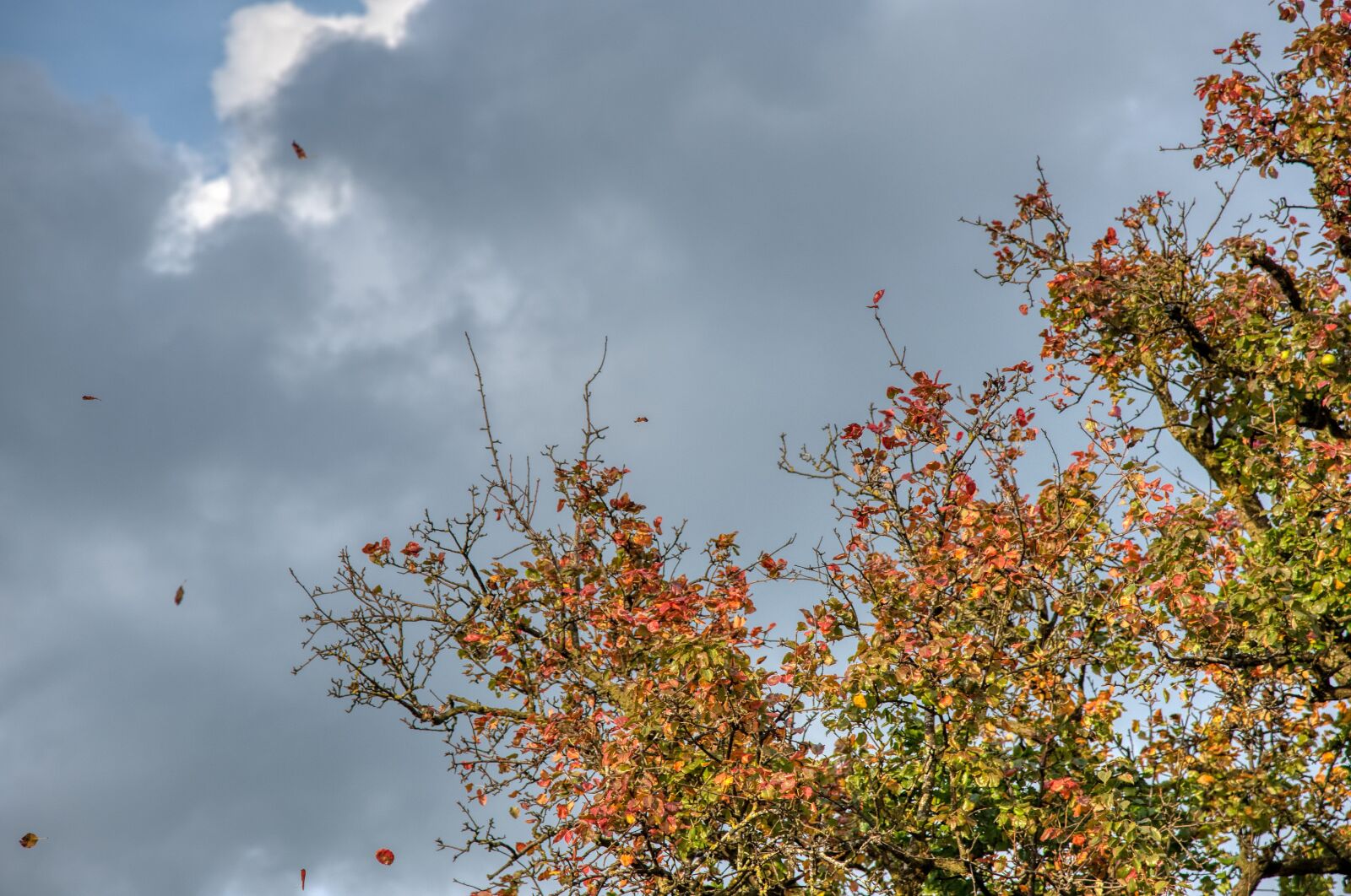 Nikon D750 sample photo. Pear tree, autumn, wind photography