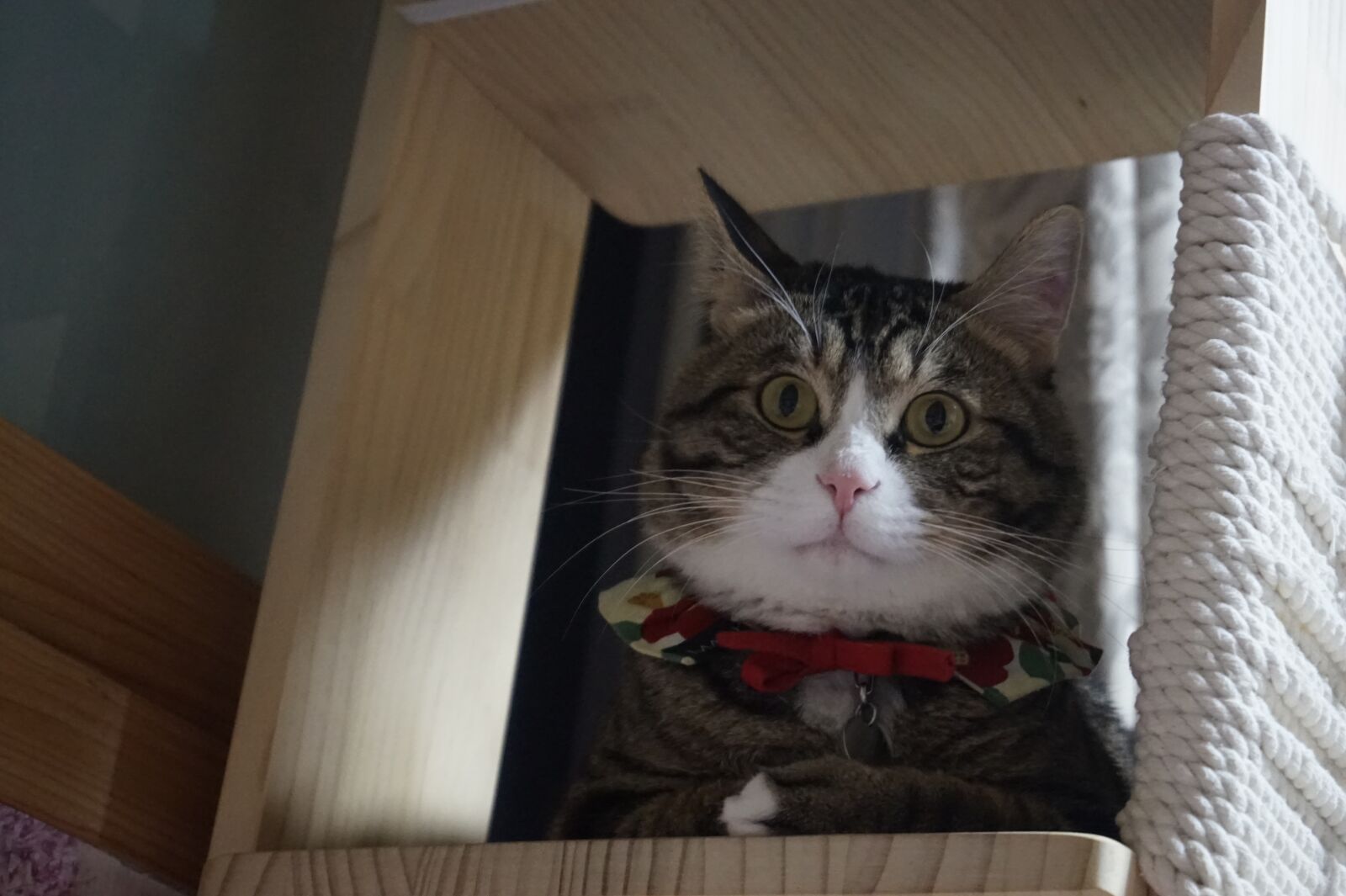 Sony Alpha a5000 (ILCE 5000) sample photo. Cat, kitten, pets photography