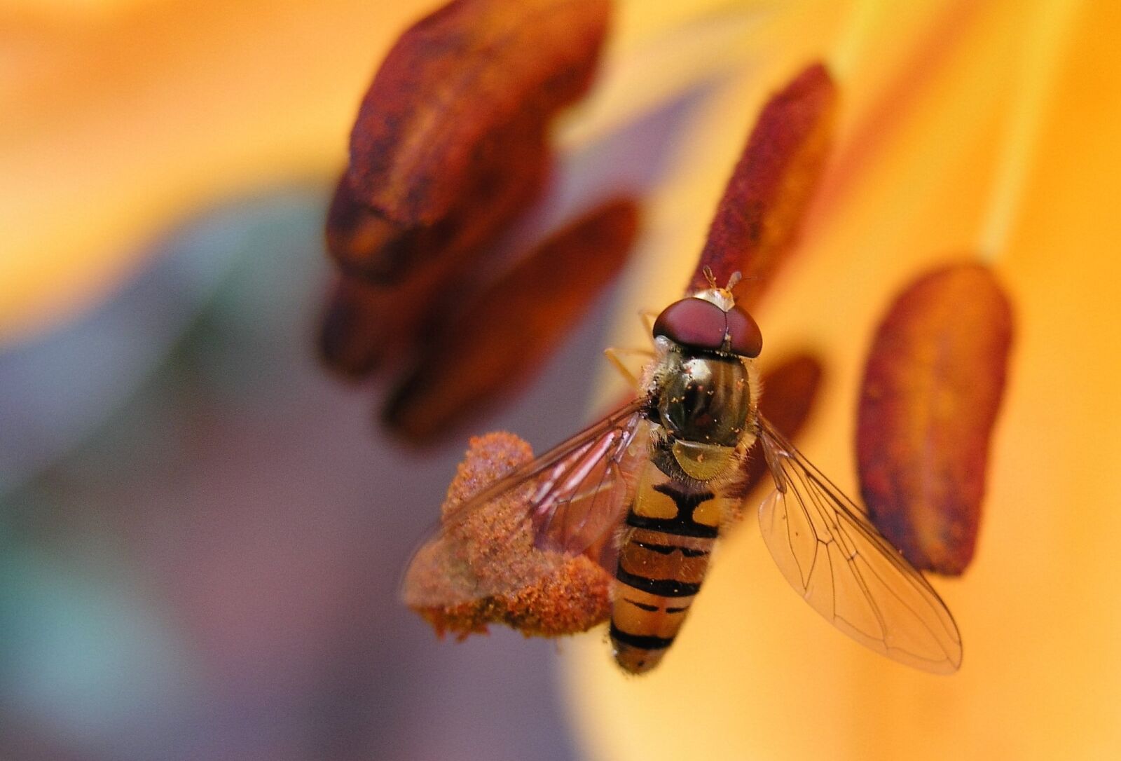 Olympus C5050Z sample photo. Fly, lily, insect photography