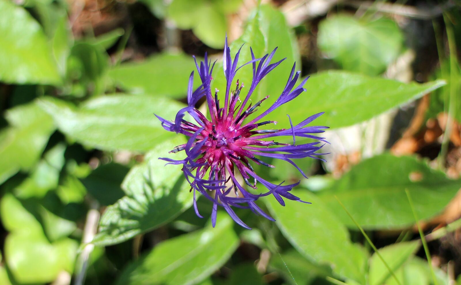 Canon EOS M sample photo. Knapweed, mountain crumpled, composites photography