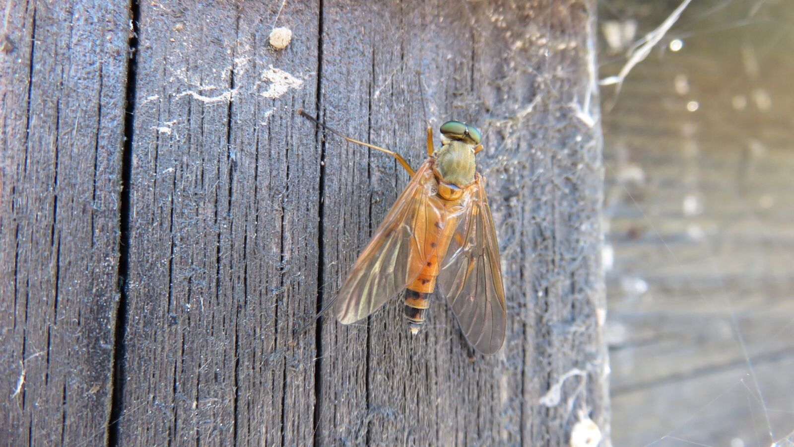 Canon PowerShot SX700 HS sample photo. Insects, fly, nature photography