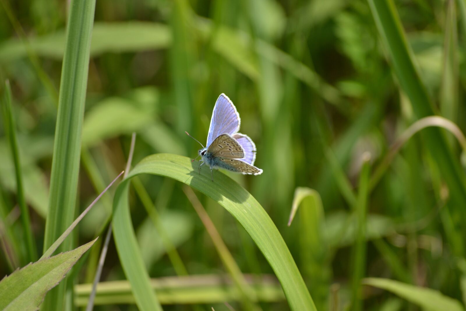 Nikon D3100 sample photo. Butterfly, nature, insect photography