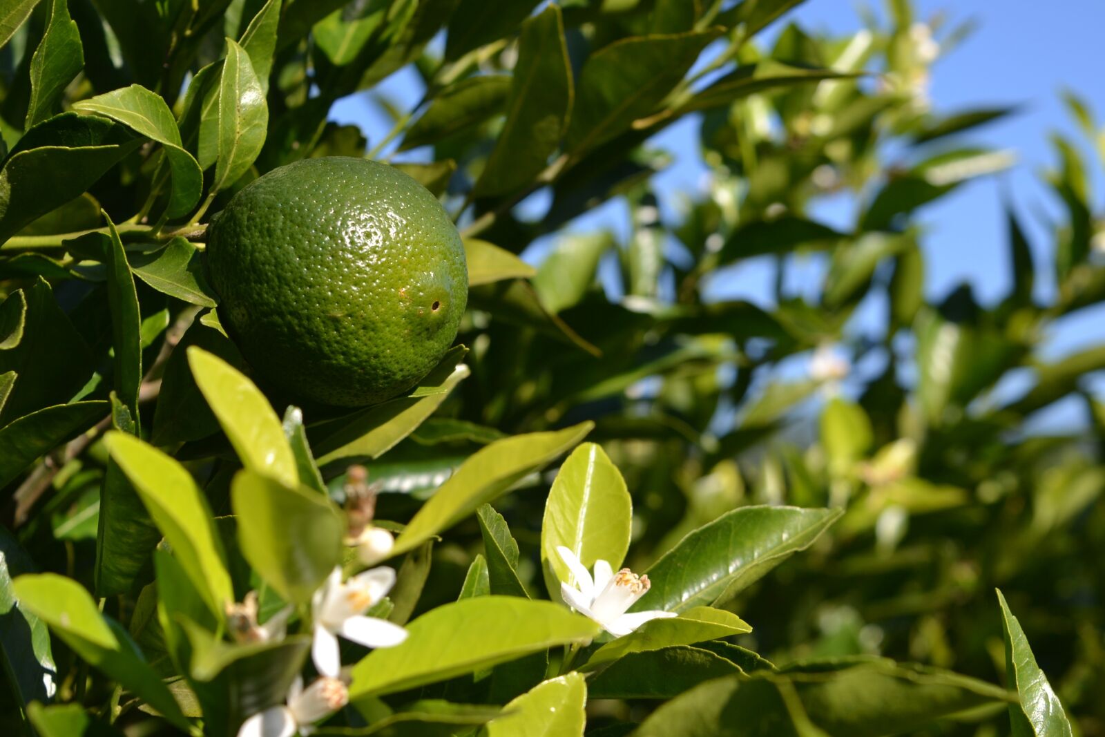 Nikon D3100 sample photo. Orange, flower, fruit photography
