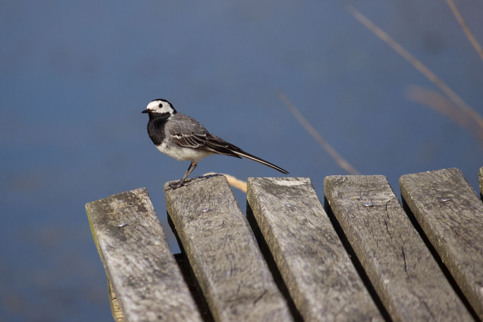 Canon EF-S 55-250mm F4-5.6 IS II sample photo. White wagtail, songbird, motacilla photography