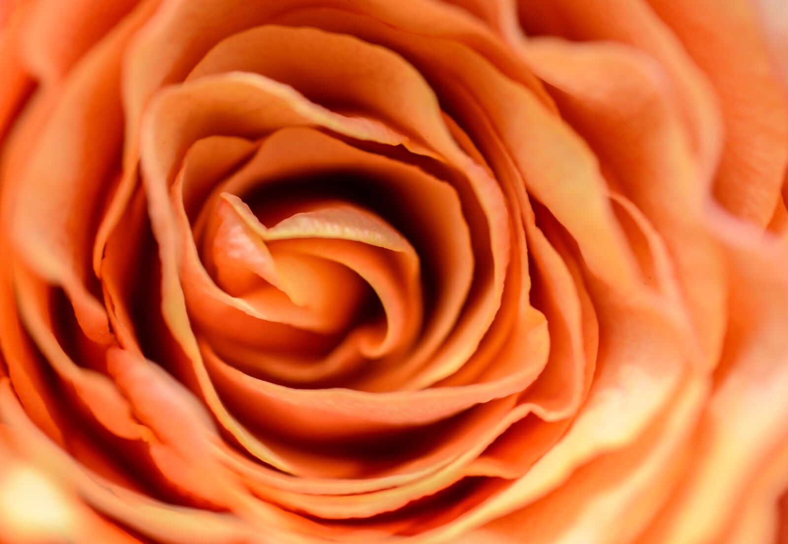 Nikon D610 sample photo. Rose, bud, close-up photography