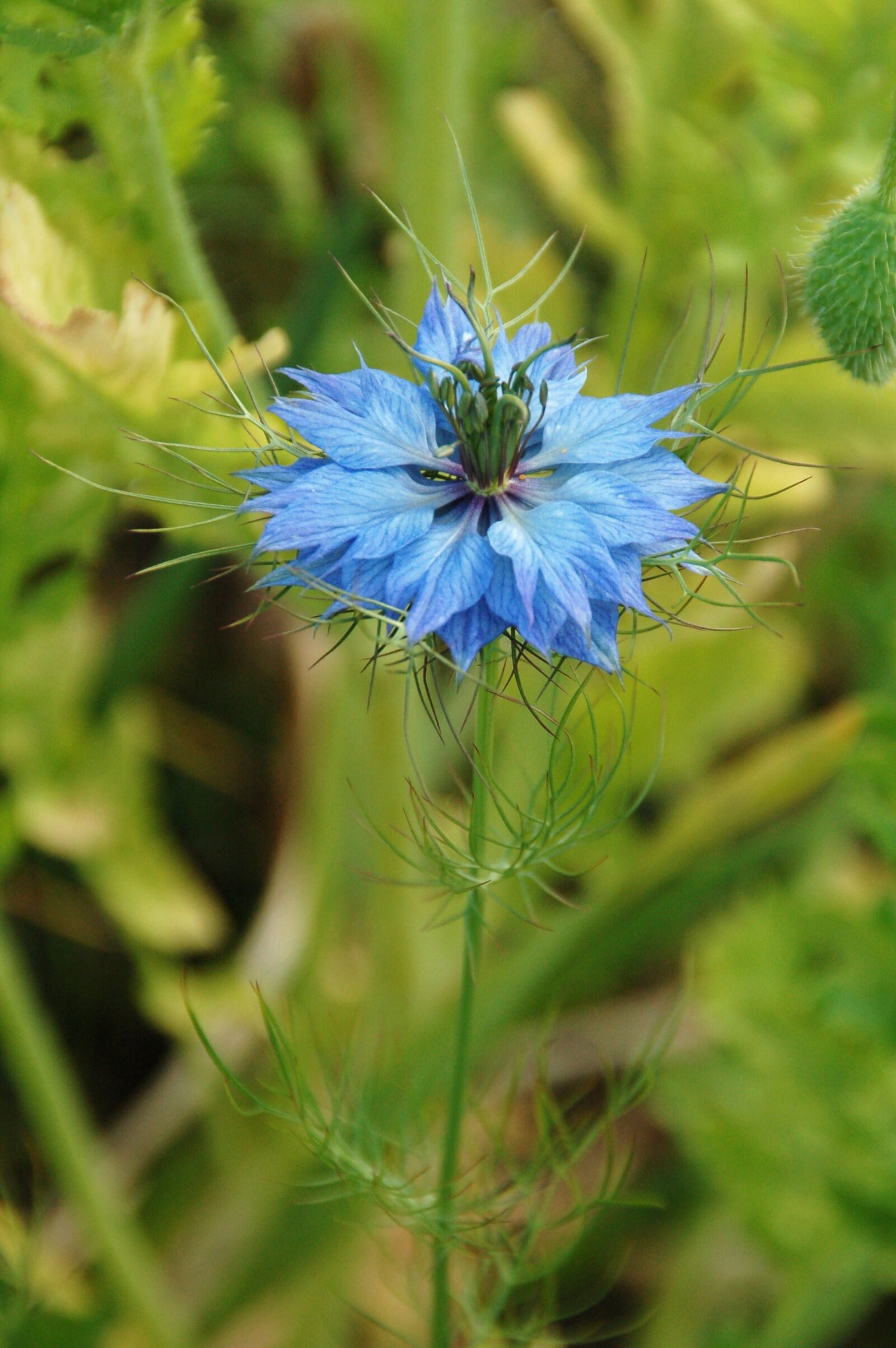 Nikon D50 sample photo. Nature, plant, summer photography