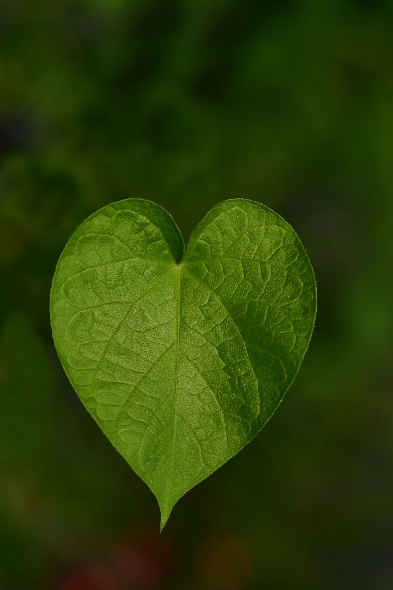Nikon D750 sample photo. Leaf, sweetheart, heart photography