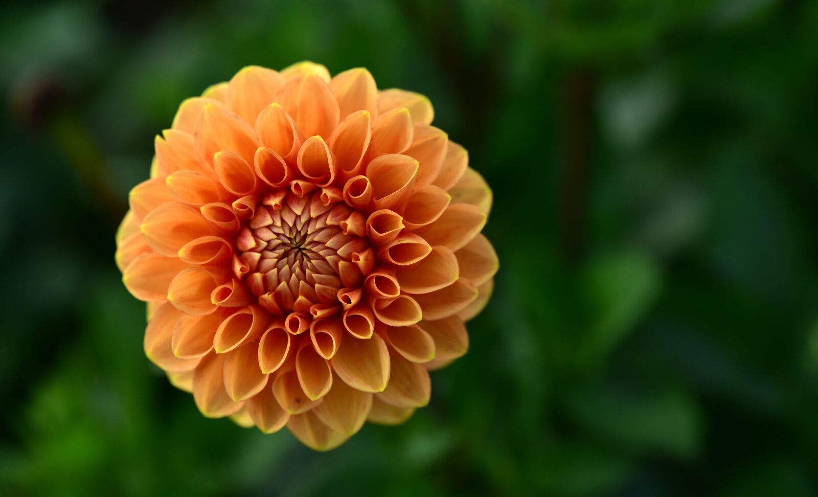 Nikon D750 sample photo. Dahlia, orange, blossom photography