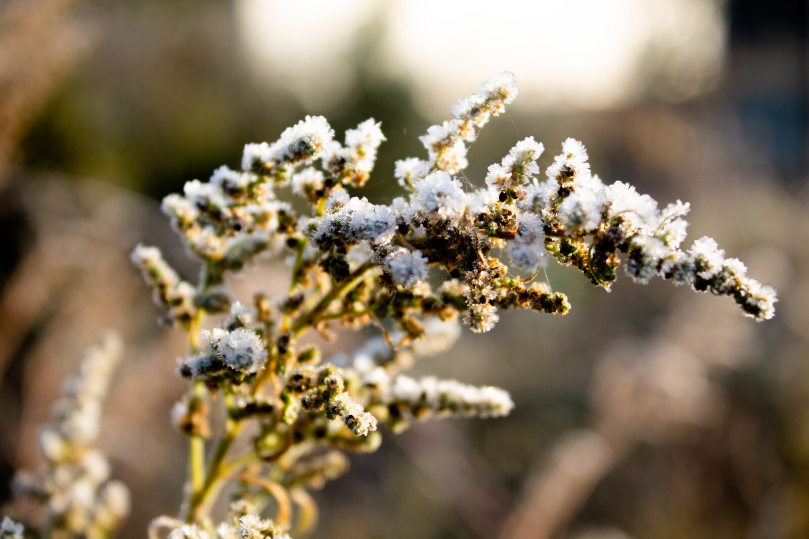 Canon EOS 1100D (EOS Rebel T3 / EOS Kiss X50) sample photo. Frost, autumn, plant photography