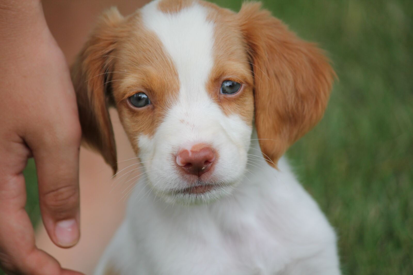 Canon EOS 1100D (EOS Rebel T3 / EOS Kiss X50) sample photo. Brittany, dog, puppy photography