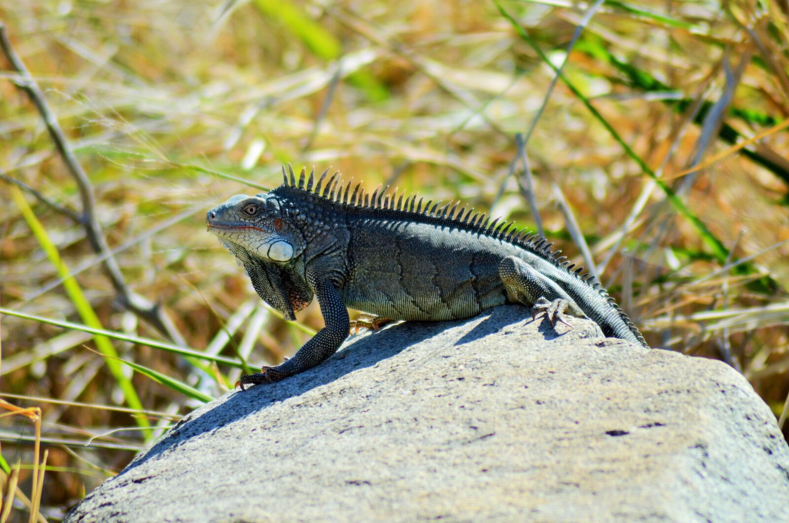 Nikon D5100 sample photo. Iguana, reptile, lizard photography