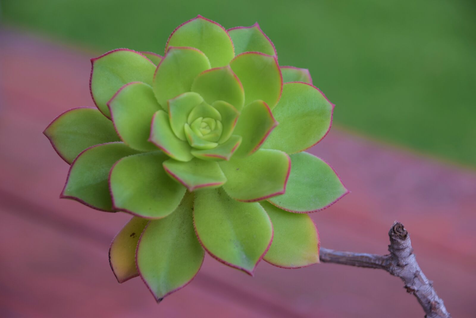 Nikon D3300 sample photo. Succulent rose, plant, beauty photography