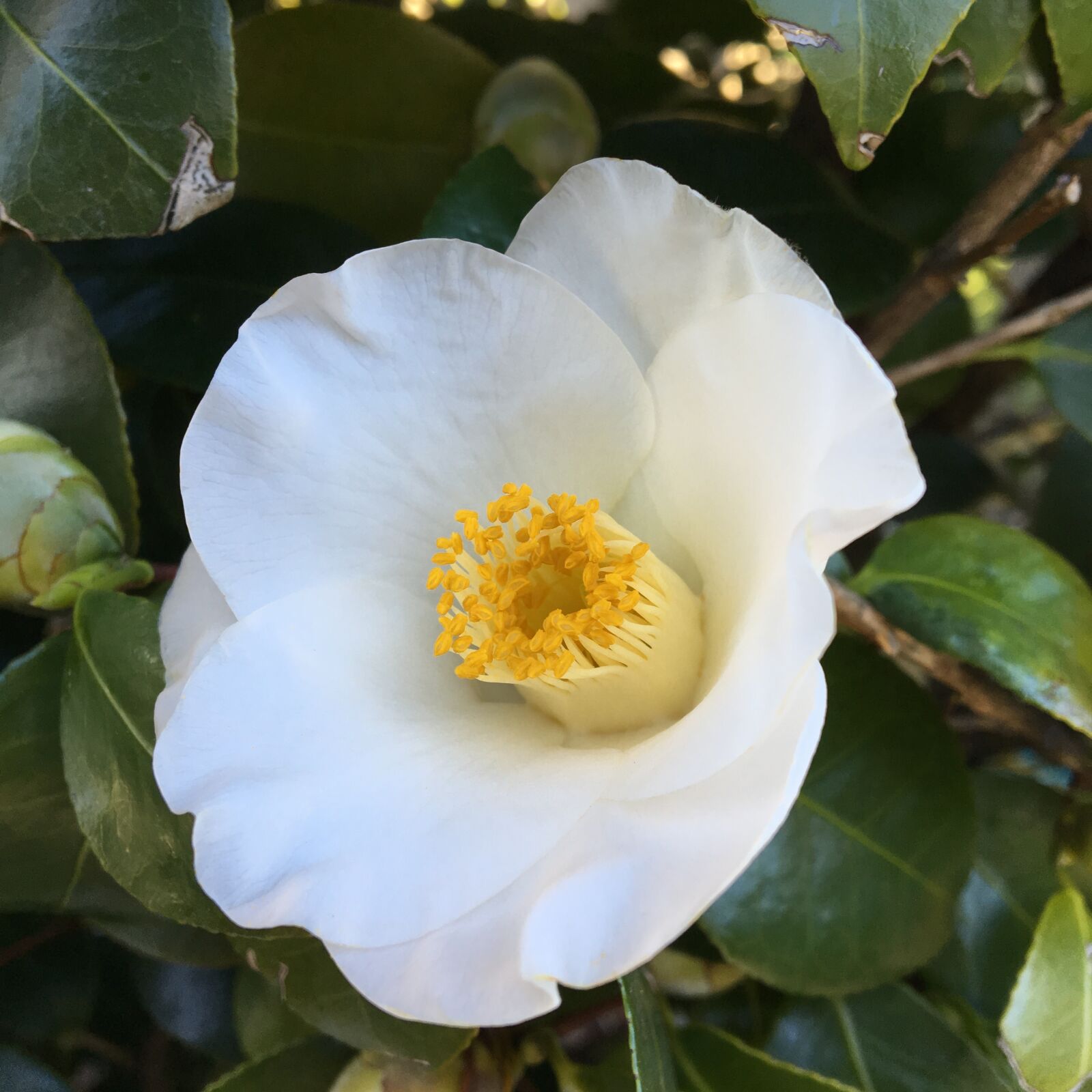 Apple iPhone 6s sample photo. Camellia, close up, white photography