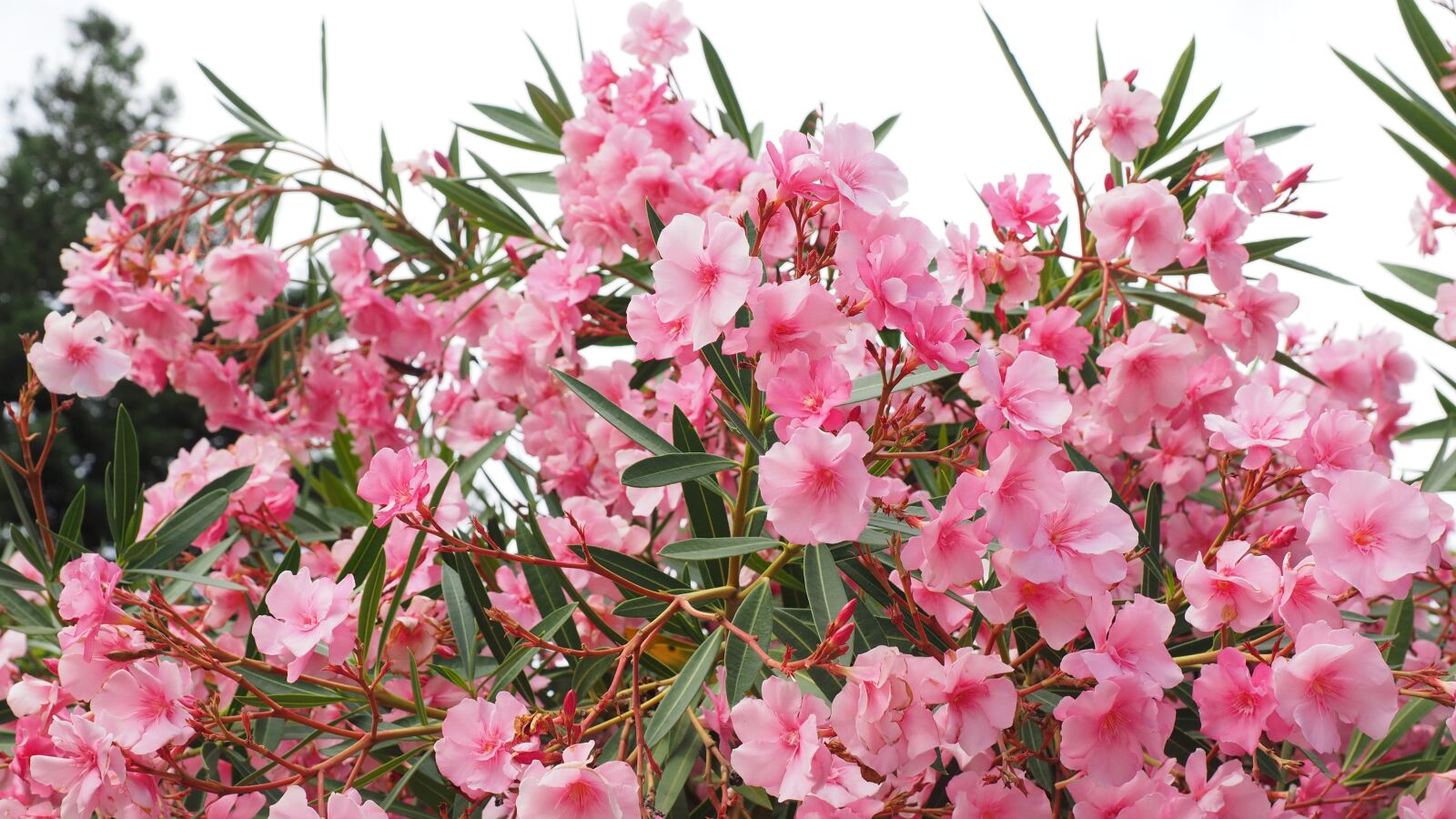 Olympus OM-D E-M1 + Olympus M.Zuiko Digital ED 12-40mm F2.8 Pro sample photo. Oleander, bush, nerium oleander photography