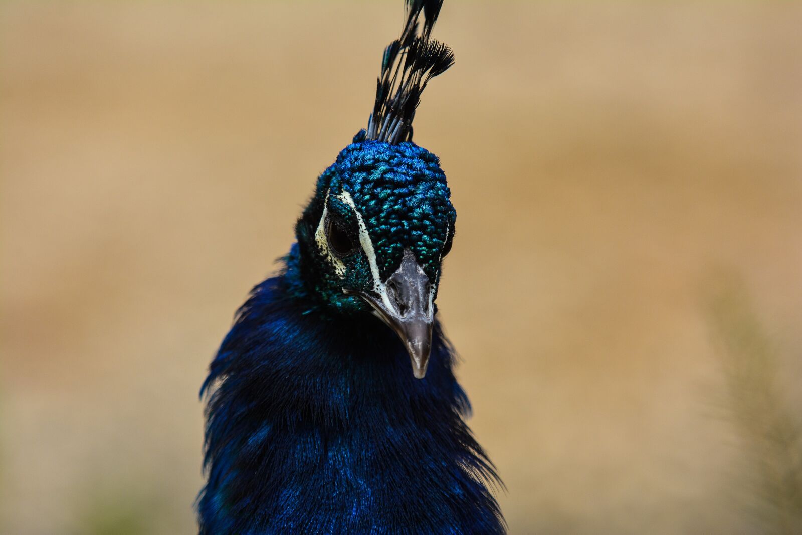 Nikon D7100 sample photo. Bird, feather, animal world photography