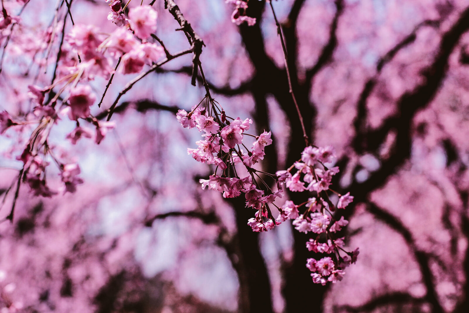 Canon EOS 600D (Rebel EOS T3i / EOS Kiss X5) + Canon EF 50mm F1.4 USM sample photo. Beautiful, flowers, cherry, blossom photography