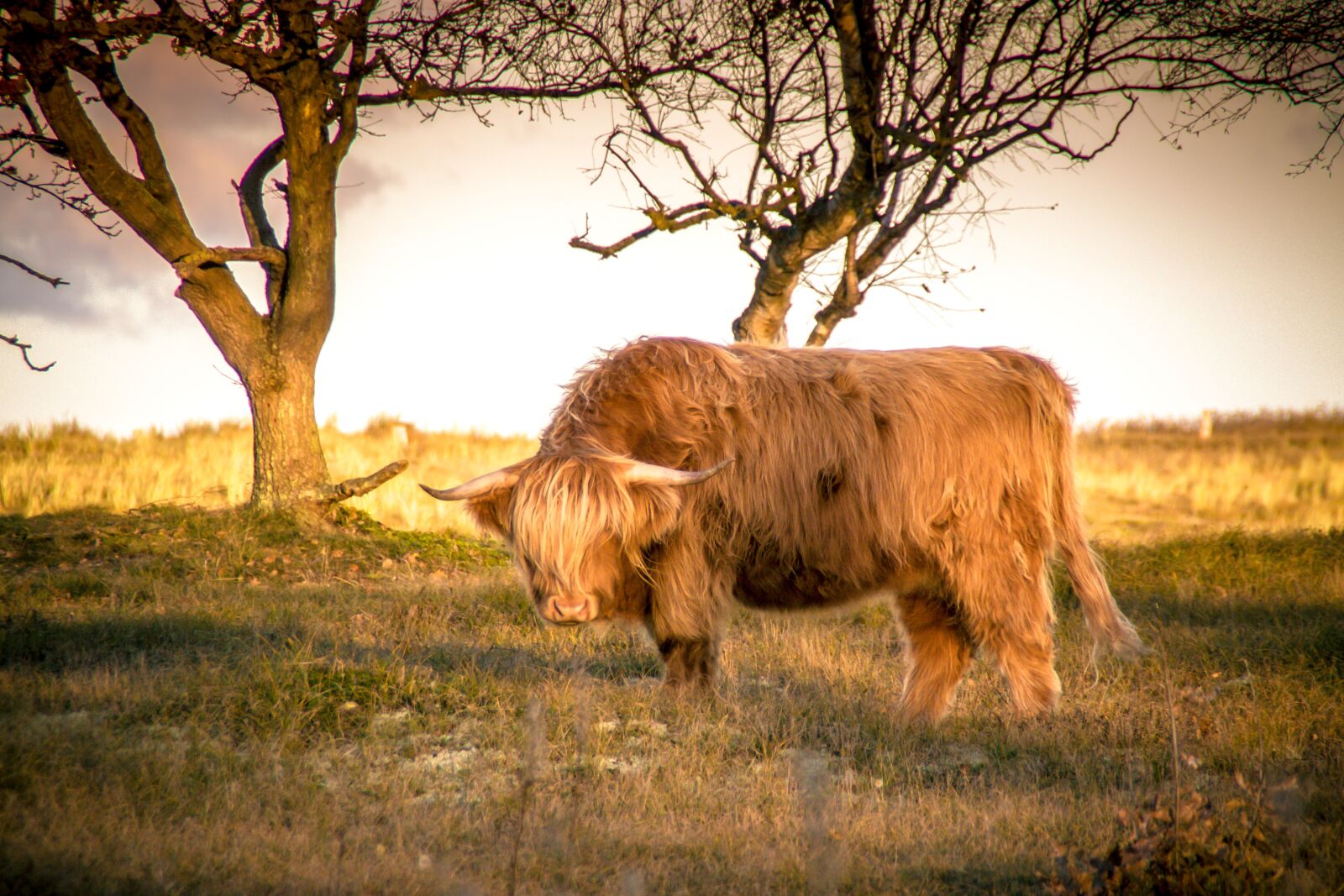 Canon EOS 50D sample photo. Animals, cow, agriculture photography
