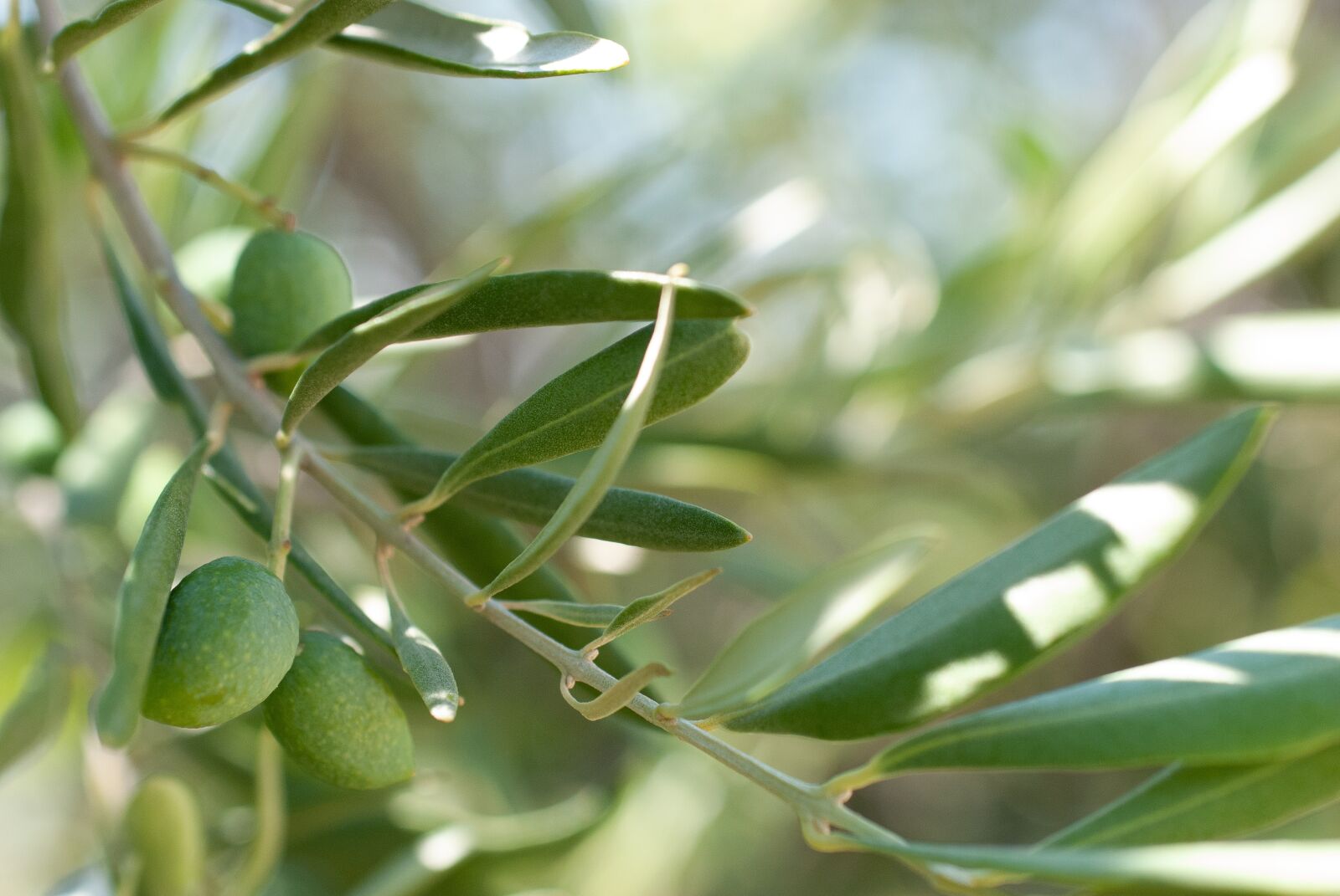 Nikon D80 sample photo. Olive, green, mediterranean photography