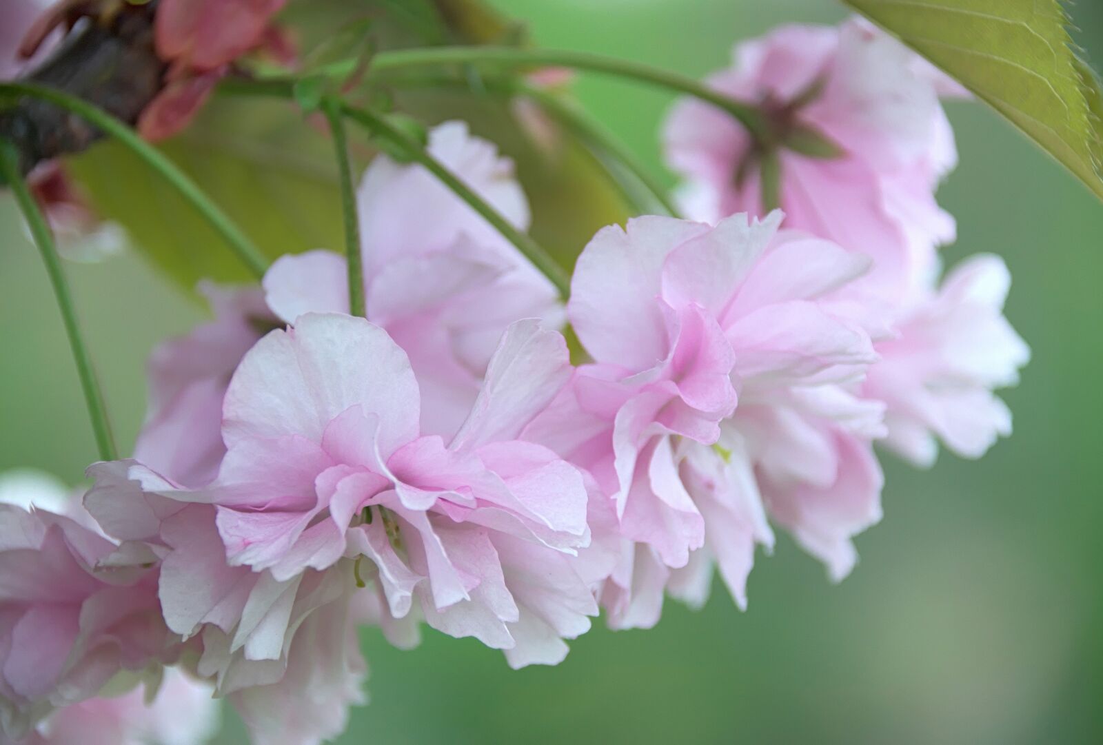 Nikon D3300 sample photo. Spring, flowers, nature photography