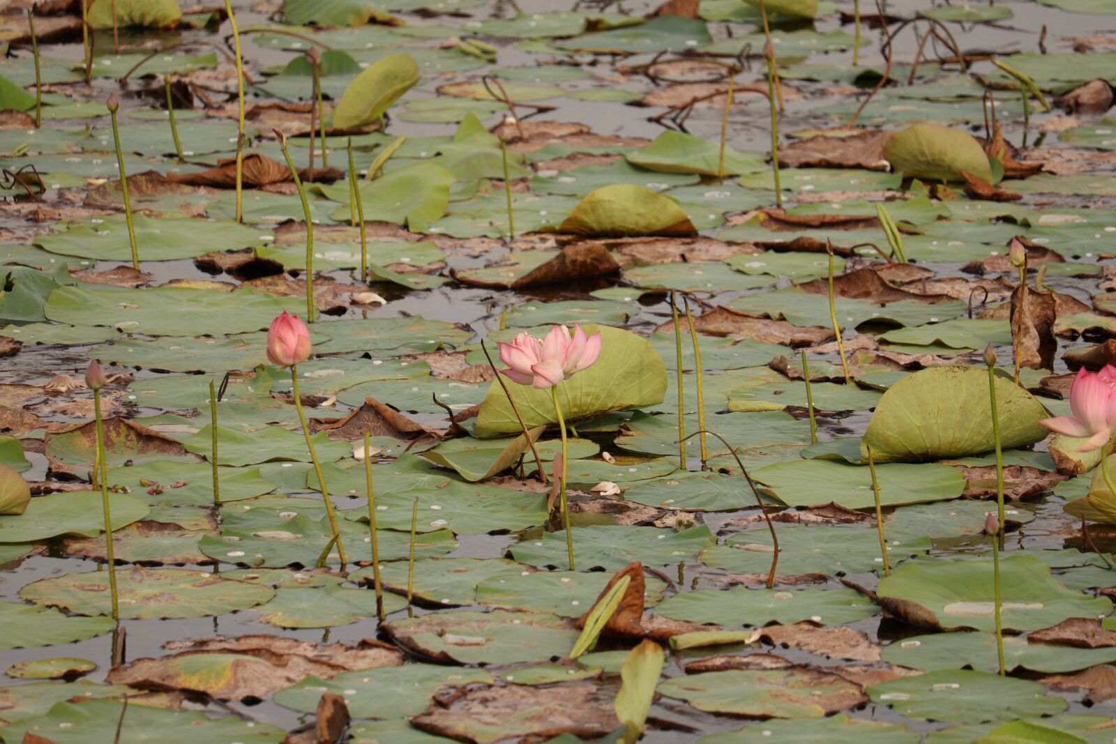 Canon EOS 250D (EOS Rebel SL3 / EOS Kiss X10 / EOS 200D II) sample photo. Pond, river, water photography