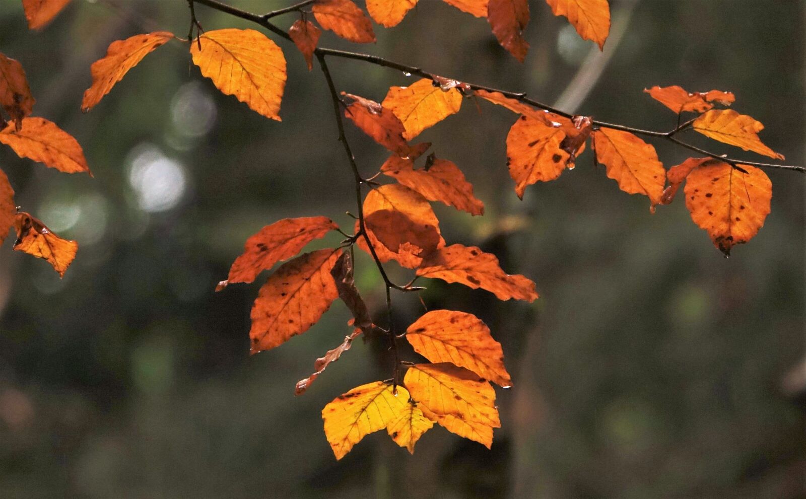 Sony Cyber-shot DSC-RX10 III sample photo. Leaves, autumn, forest photography