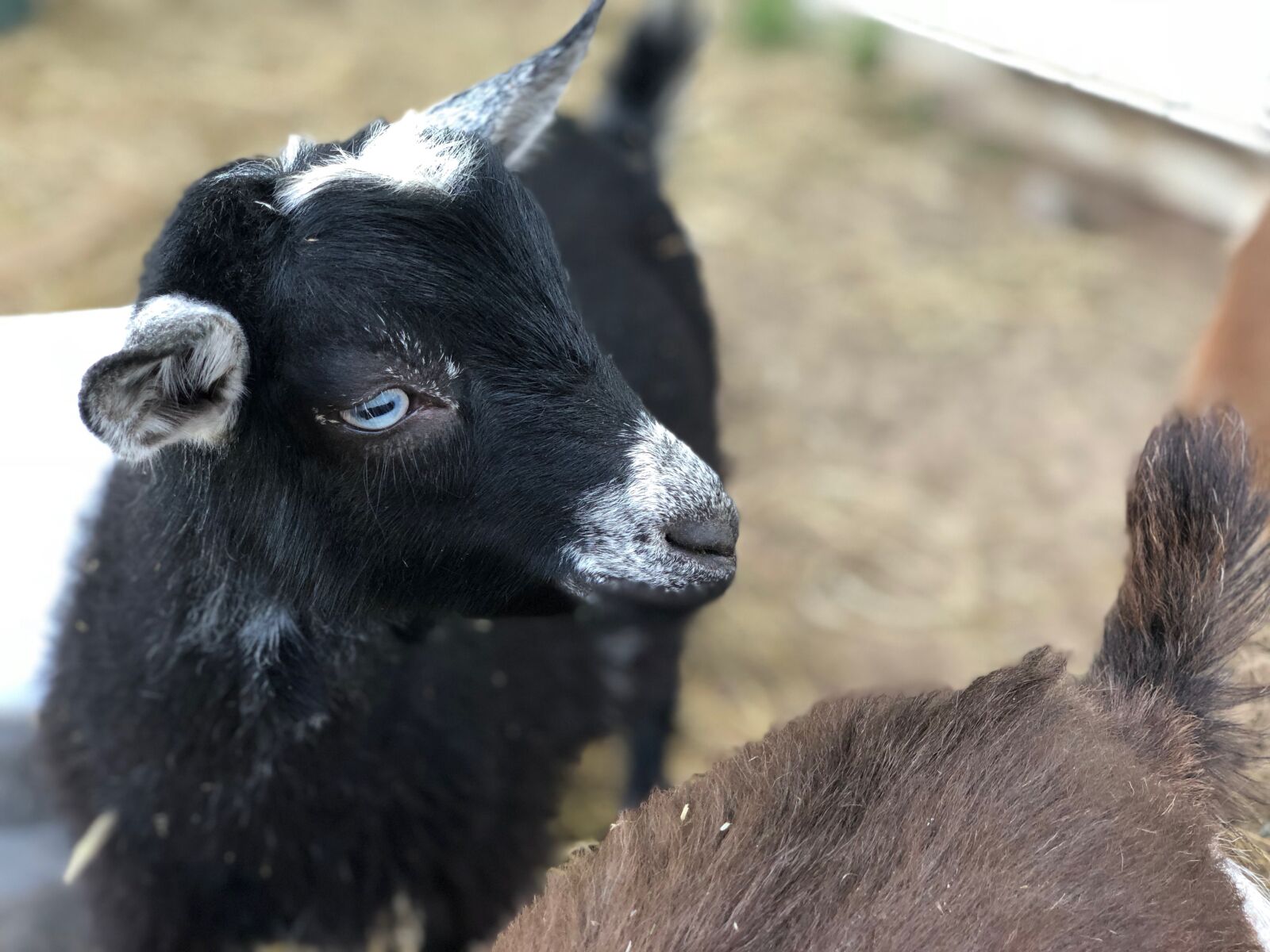 Apple iPhone X sample photo. Goat, goats, kid photography