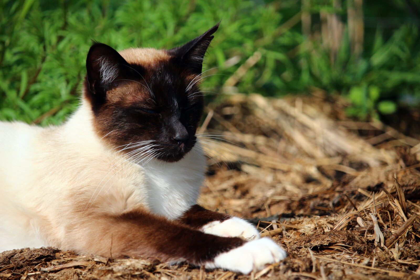 Canon EOS 100D (EOS Rebel SL1 / EOS Kiss X7) sample photo. Cat, kitten, mieze photography