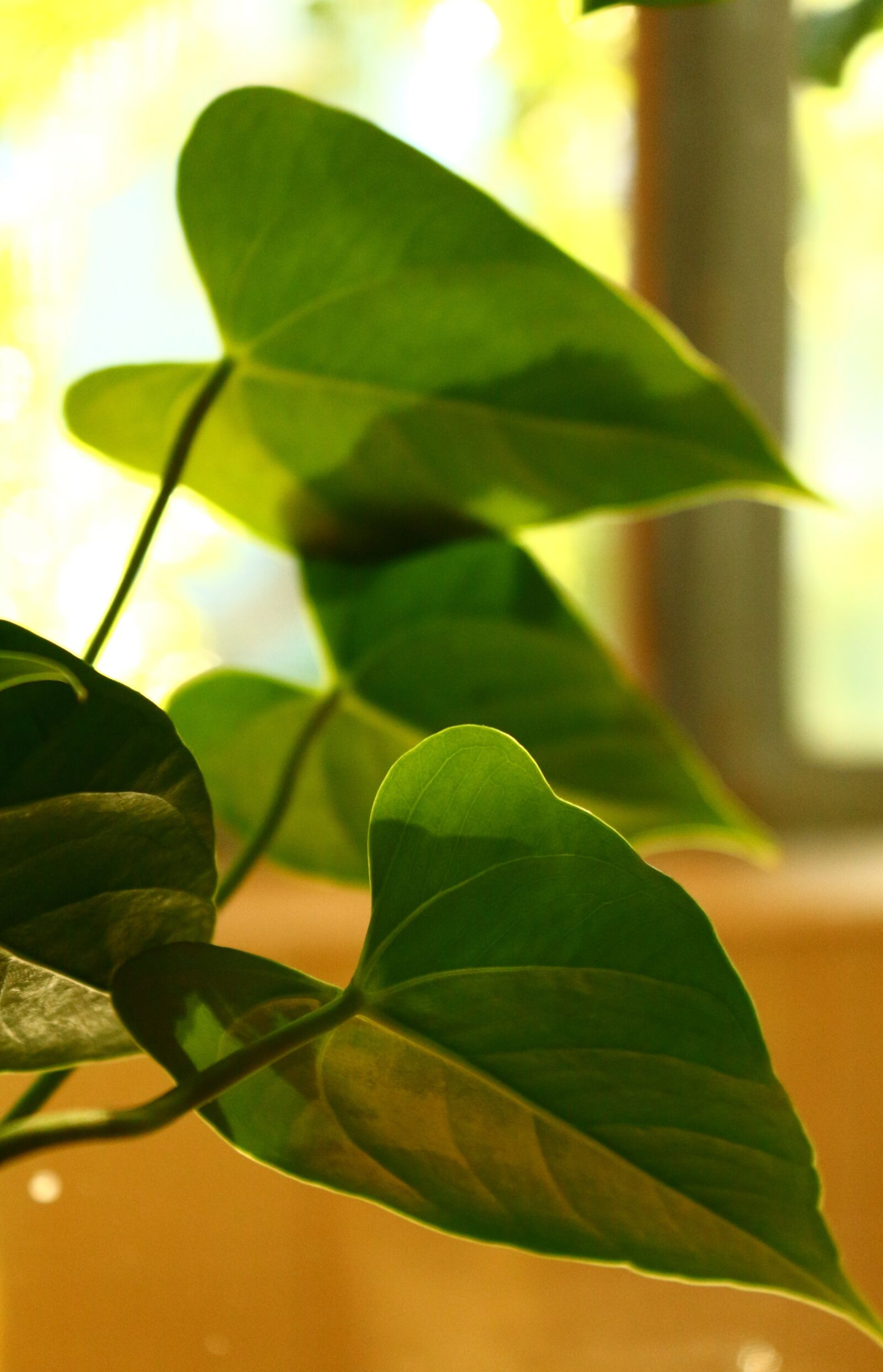 Canon EOS 650D (EOS Rebel T4i / EOS Kiss X6i) sample photo. Anthurium, flower, summer photography