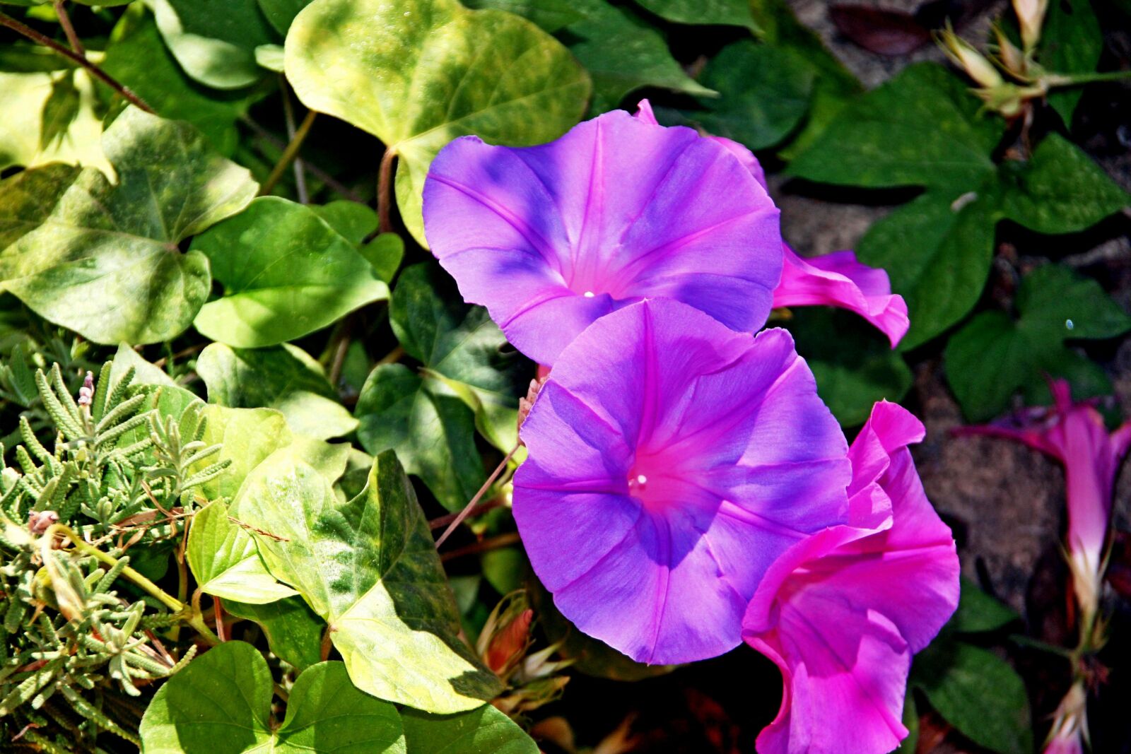 Canon EOS 40D sample photo. Algarve, flower, nature photography