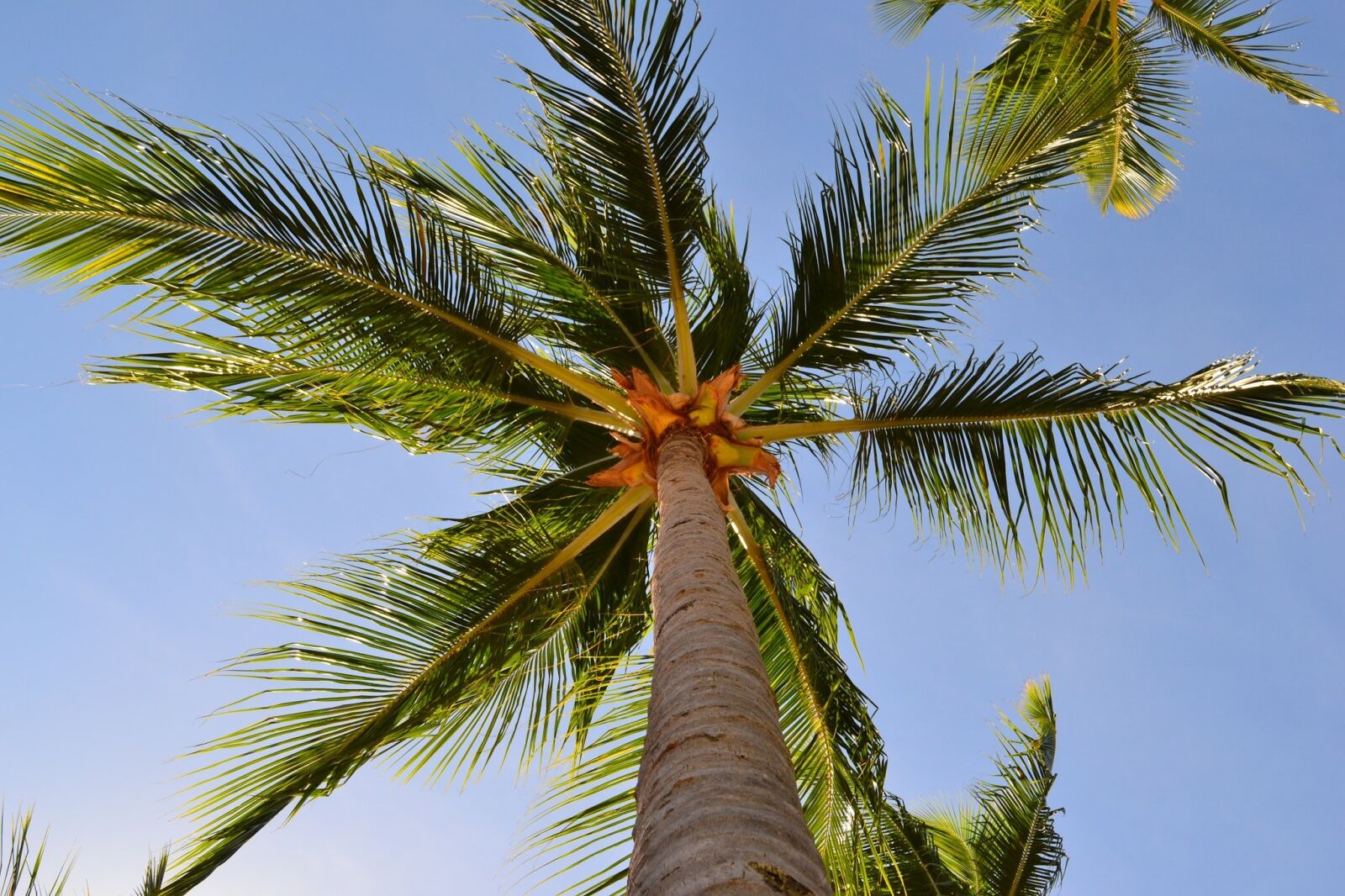 Nikon D3100 sample photo. Tree, tropical, beach photography