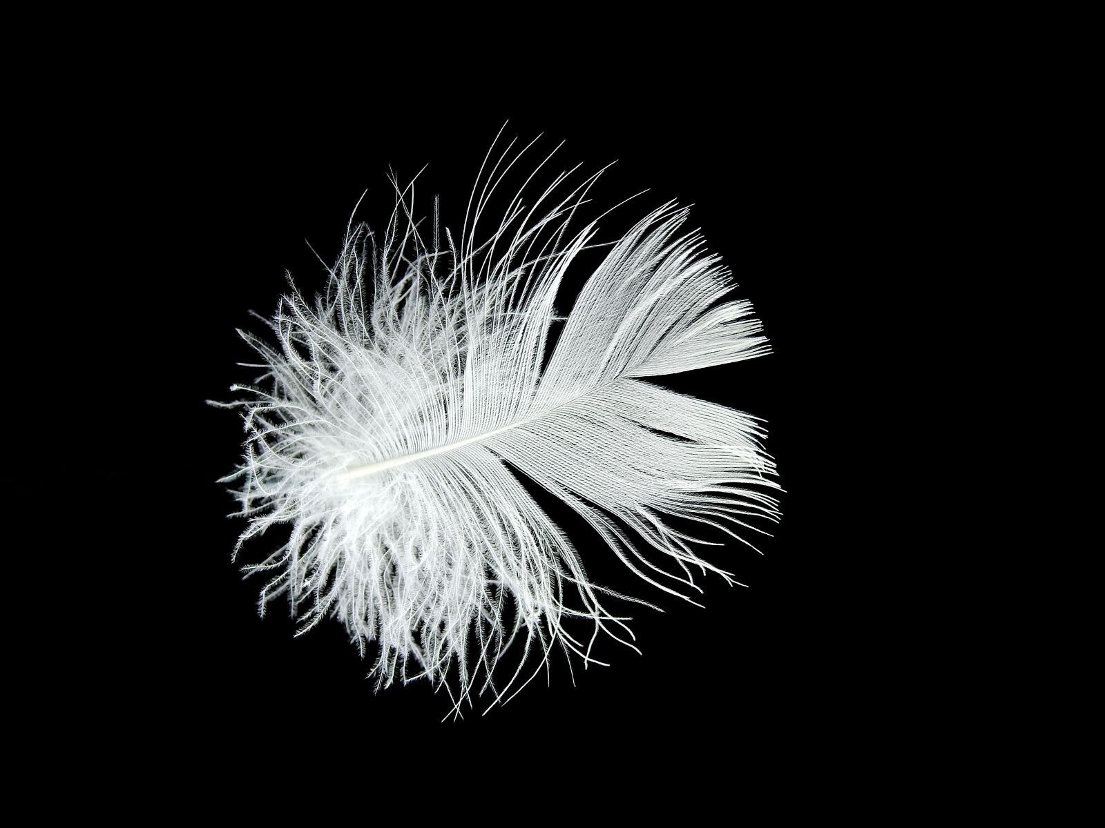 Nikon Coolpix P900 sample photo. Feather, down, white photography