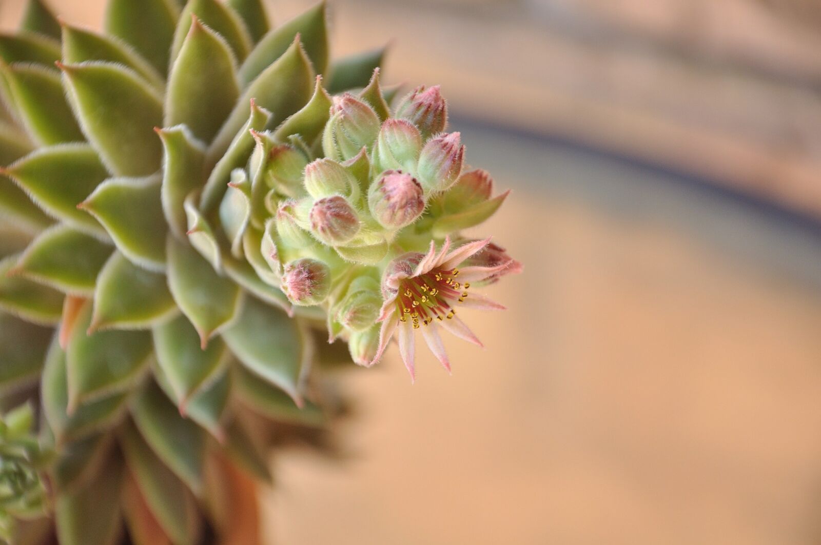 Nikon D90 sample photo. Color, flower, nature photography