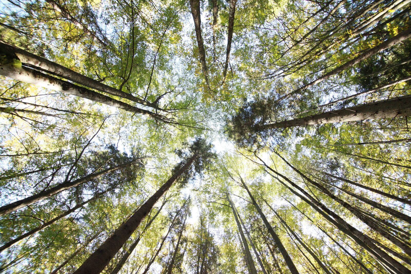 Canon EOS 5D Mark II sample photo. Tree, wood, forest photography