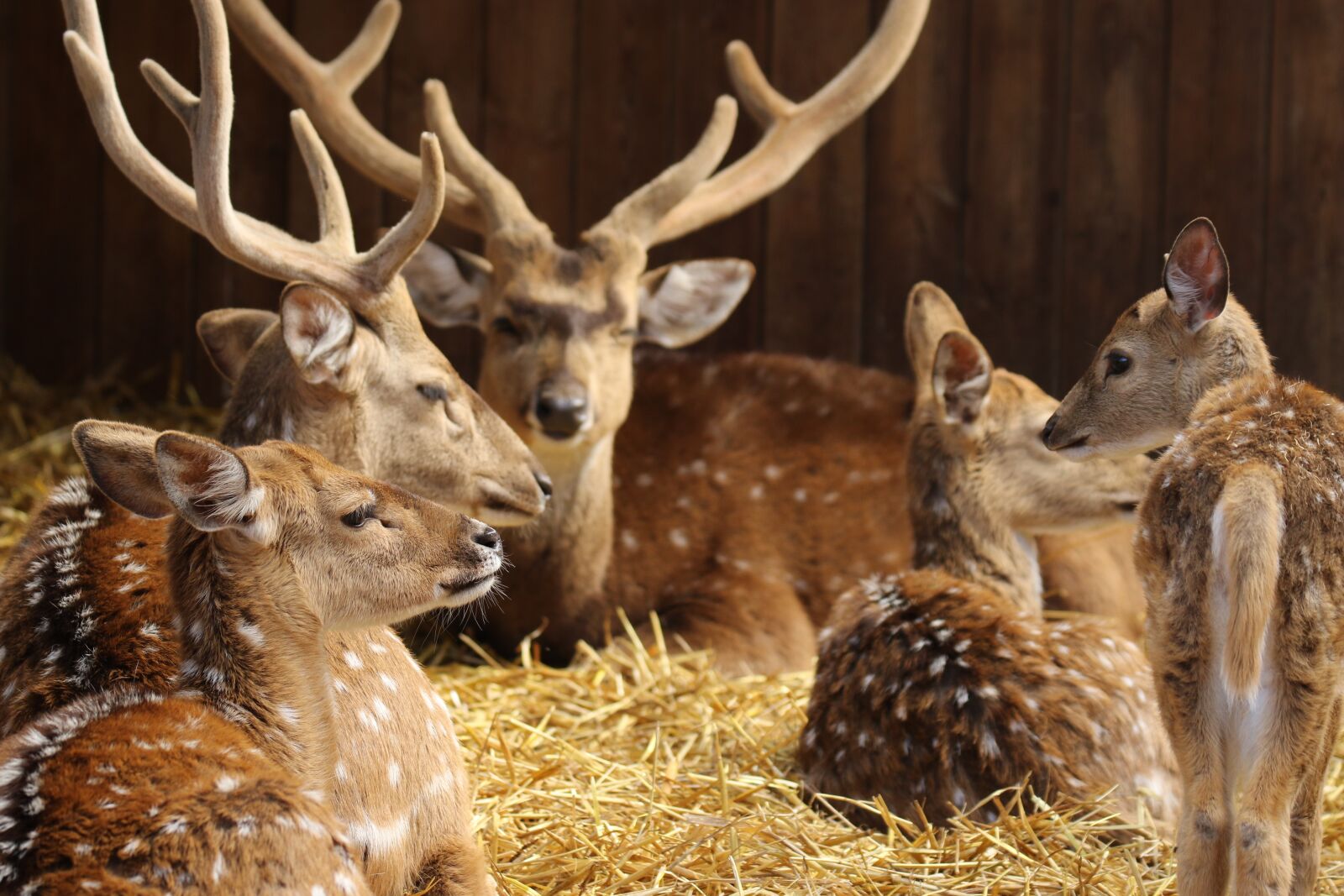 Canon EOS 7D Mark II sample photo. Animals, deer, antlers photography