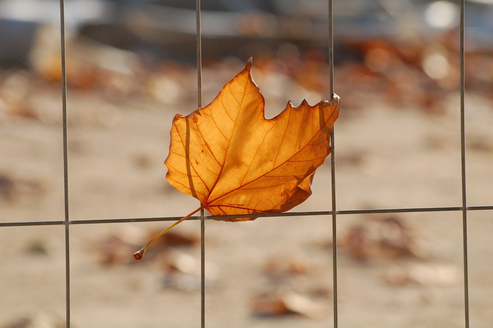 Nikon D40 sample photo. Leaf, grid, platano photography
