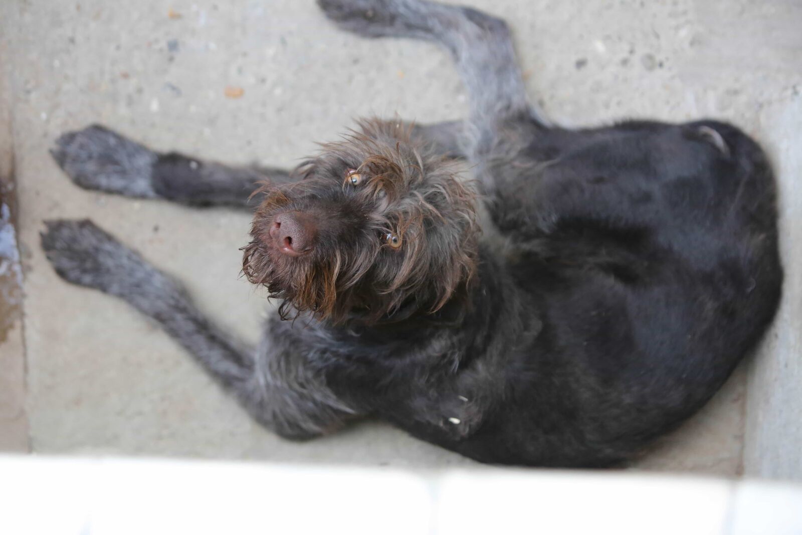 Canon EF 70-200mm F2.8L IS USM sample photo. Dog, fur, cute, pet photography