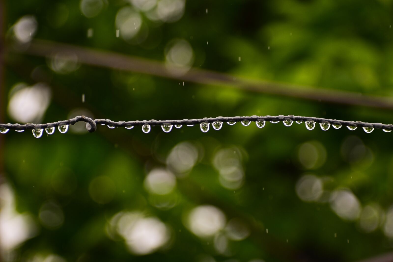 Nikon D3400 sample photo. Rain, nature, water photography