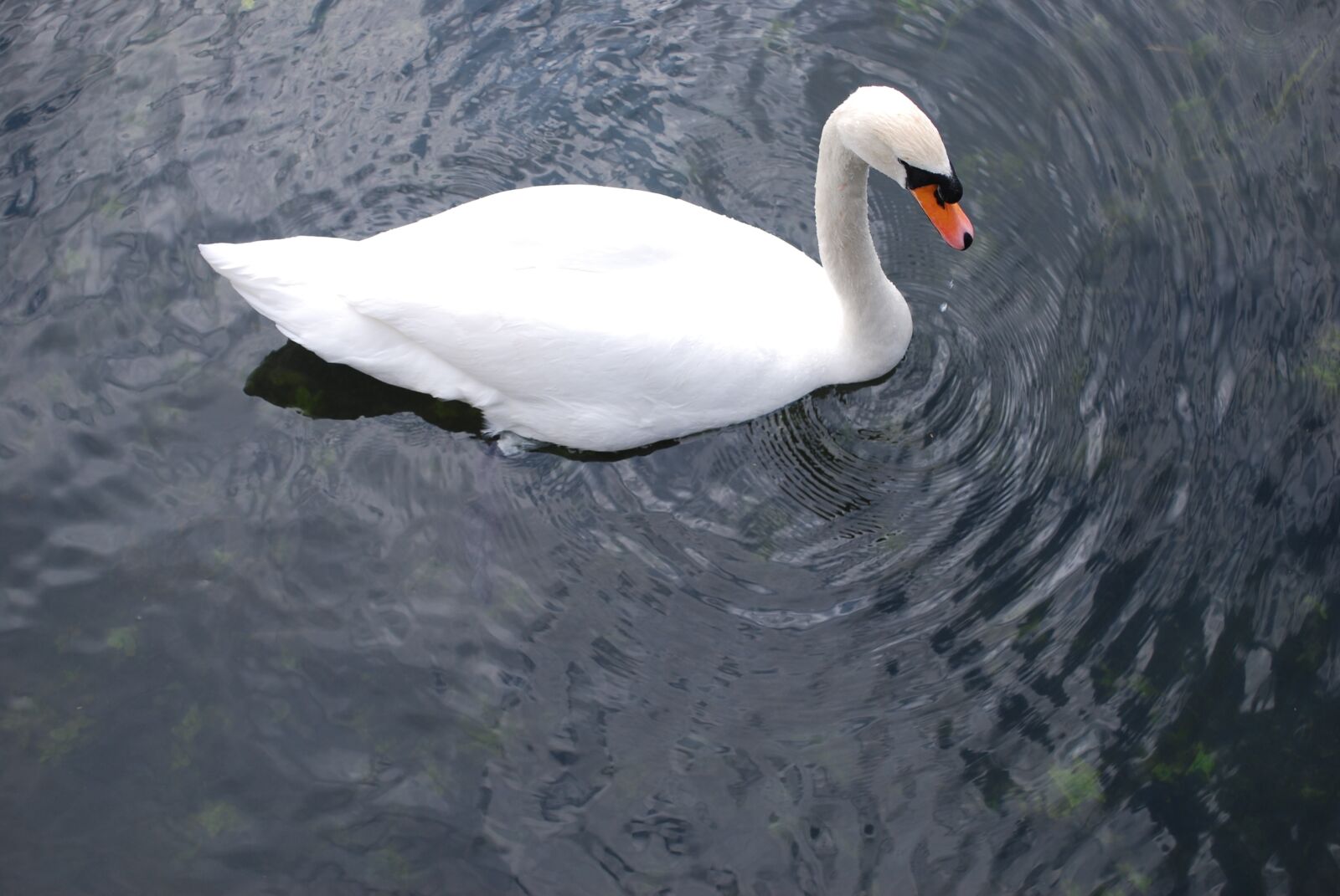 Nikon D60 sample photo. Swan, water, lake photography