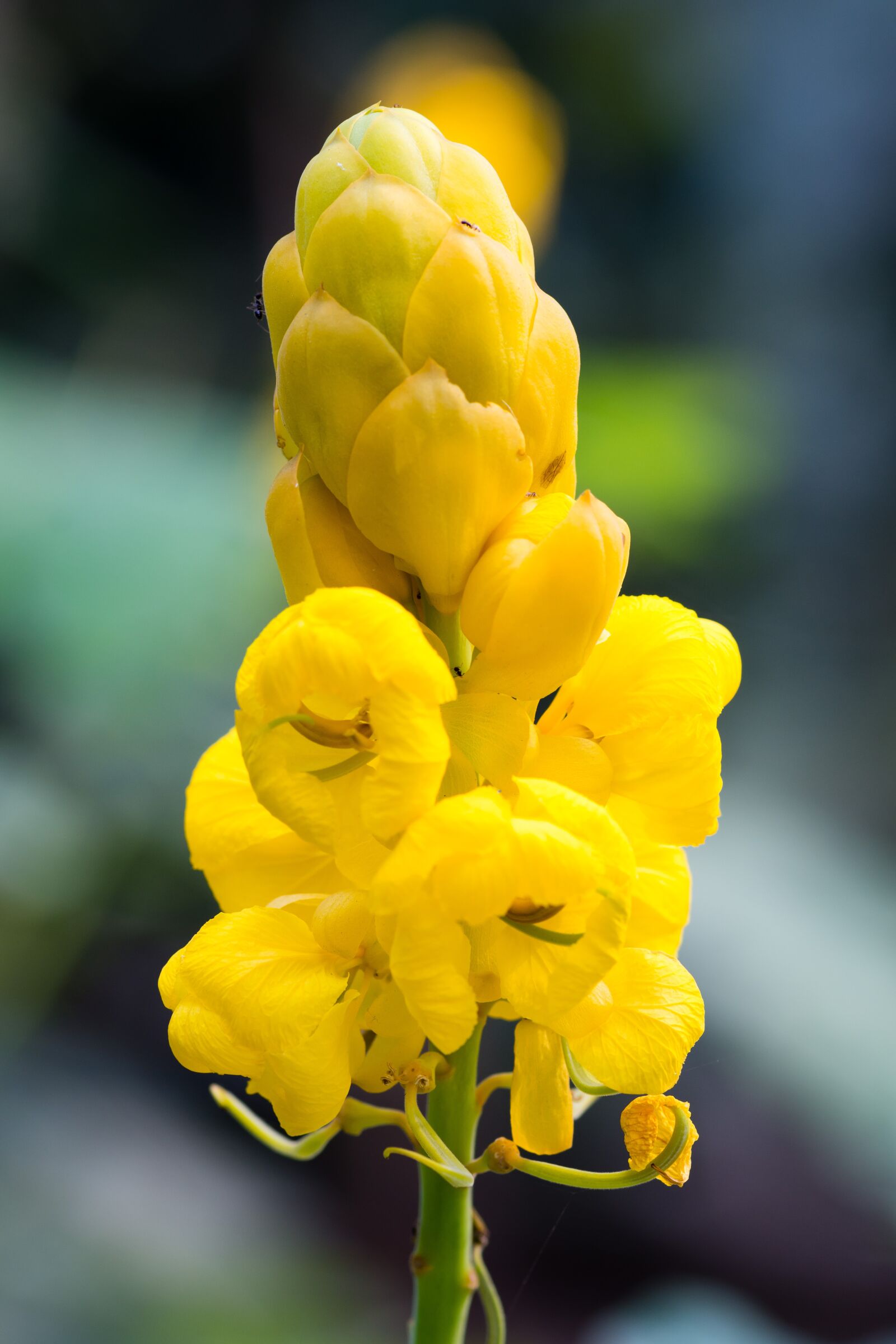 Nikon D7200 sample photo. Yellow, flower, nature photography